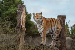 Tiger Captivity in the US