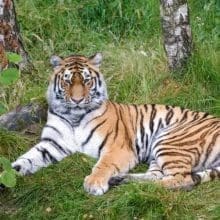 Tiger Resting In A Field