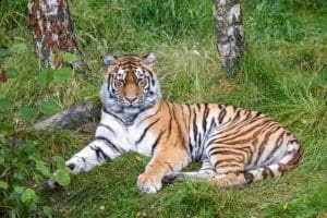 Decline in Tiger Species