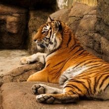 Tiger Resting In Zoo