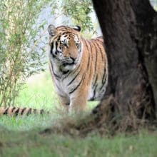 Tiger Standing Near Tree