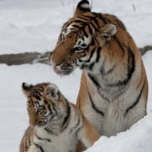 Tigers Thrive in Russia: Tiger mom and cub in the snow