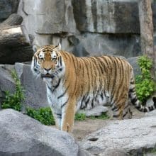 Pretty Tiger In Captivity