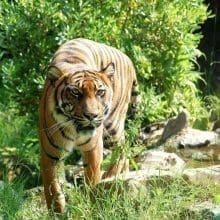 Sumatran Tiger In Jungle