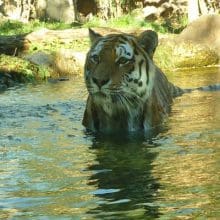 Tiger Sitting in Water