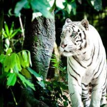 World Wildlife Day: Pretty White Tiger In The Woods