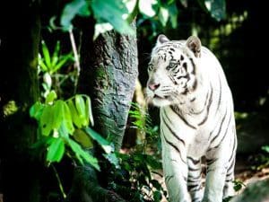 The beautiful White tiger