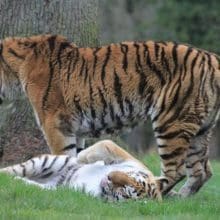 Two Tigers on The Grass