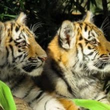 Two Young Tiger Resting In The Forest