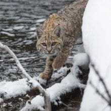 Bobcat Walking In Snow