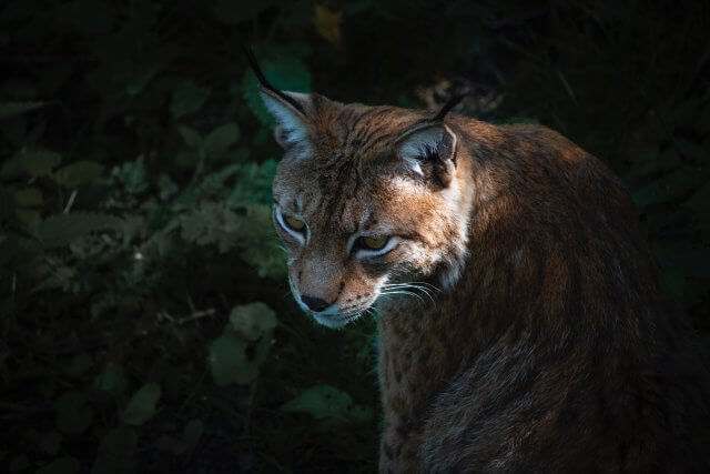 The Early Bird Catches the Prey: Bobcats Dawn Hunting Habits