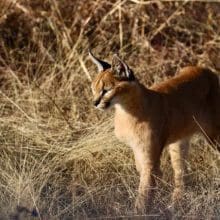 Caracal standing in a field
