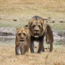 Africa's Untamed Beauty, Lion and Lioness walking in field