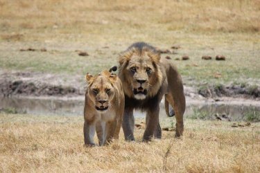 Africa's Untamed Beauty, Lion and Lioness walking in field