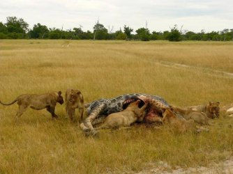 Lions And There Hunt For Prey