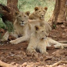 Preserving Lions: Three female lions relaxing under a tree.