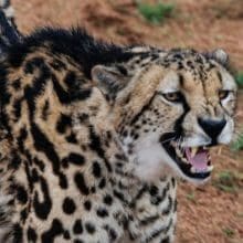 Cheetah Meowing