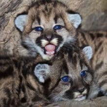 Mountain Lion Cubs: 3 Mountain Lion Cubs