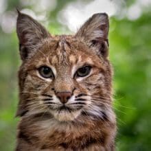 Pretty Bobcat Looking at you.