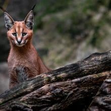 Caracals Roaming Free:: Caracal Sitting In Woods