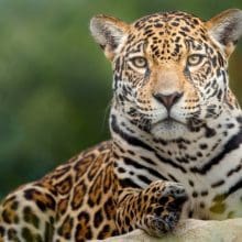 Pretty Jaguar