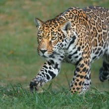 Jaguar Walking On Grass