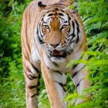 Tiger walking through the woods