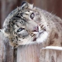 Enigmatic Snow Leopards