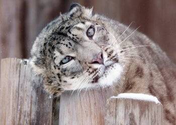 Enigmatic Snow Leopards