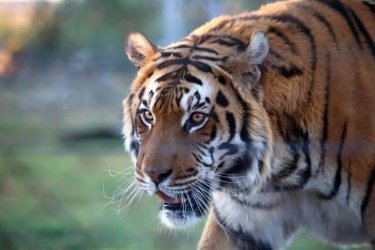 Tiger walking in field