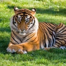 Tiger Laying In Grass