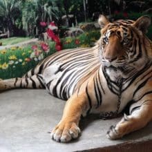 Young Tiger Relaxing In Bushes