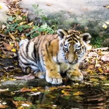 Tiger Cub looking at the water near a lake Tigers Aquatic Affection