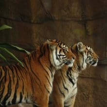 Two Tigers standing together