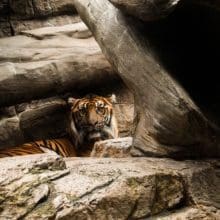 Fascinating World of Tigers and Their Beloved Dens