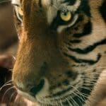 The Tiger's Gaze: A Tiger looking at you