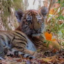 Young Tiger Laying in Jungle