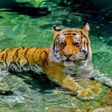 Zoo Tiger relaxing in water