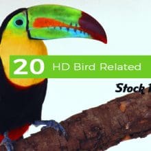 20 HD Bird Related Stock Photos cover