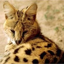 Serval laying in grass