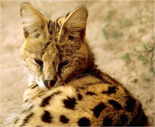 Serval laying in grass