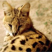 Serval Cat Beauty: Servals relaxing in the grass
