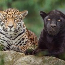 Black Jaguar Cat,: A Black Jaguar and another Jaguar resting together