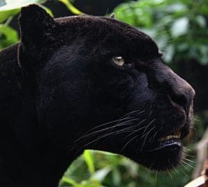 The Black Jaguar