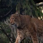 Stealthy Predators: Bobcat walking in the woods