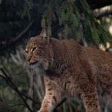 Stealthy Predators: Bobcat walking in the woods