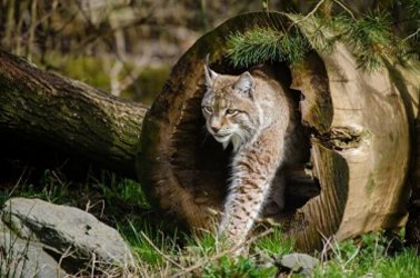 Wild and Free: Bobcat coming out of a hollow tree stump
