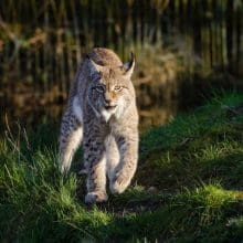 What Do Bobcats Eat: bobcat walking in the woods