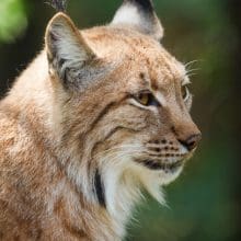 Canadian Lynx Conservation: Canadian lynx in the wild