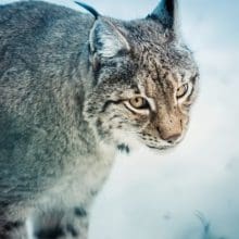 Canadian Lynx: Canadian Lynx in the snow